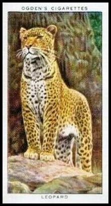 23 Leopard